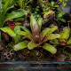 Neoregelia Atlantis épiphyte fixé sur bois dans un terrarium tropical humide