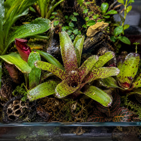 Neoregelia Atlantis épiphyte fixé sur bois dans un terrarium tropical humide