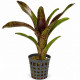 Neoregelia Atlantis - bromeliacée colorée pour terrarium et paludarium
