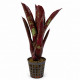 Neoregelia 'Hera Little Bright' - rosette colorée de terrarium