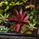Neoregelia 'Hera Little Bright' installé en terrarium tropical humide