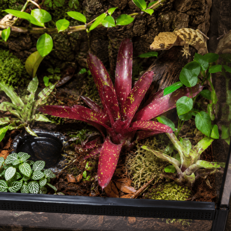 Neoregelia 'Hera Little Bright' installé en terrarium tropical humide