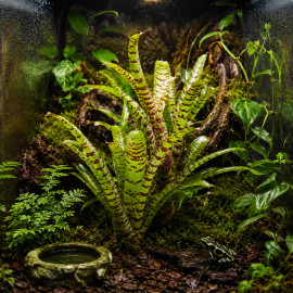 Neoregelia punctatissima - broméliacée épiphyte de terrarium et paludarium