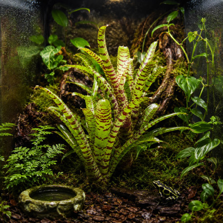 Neoregelia punctatissima - broméliacée épiphyte de terrarium et paludarium