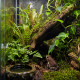Neoregelia punctatissima en vivarium, broméliacée non toxique