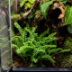 Fougère Duffy installée dans un terrarium tropical humide