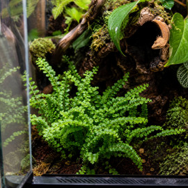 Fougère Duffy installée dans un terrarium tropical humide