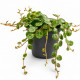 Peperomia prostrata (String of Turtles) - plante de terrarium tropical humide