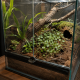 Peperomia prostrata installé en épiphyte dans un terrarium tropical humide