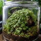 Peperomia prostrata 