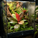 Philodendron 'Cherry Red' grimpant sur un decor de terrarium humide