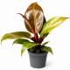 Philodendron 'Cherry Red' au feuillage rouge cerise et vert profond