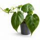 Philodendron scandens, plante grimpante a feuilles en coeur pour terrarium