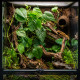 Philodendron scandens et ses racines aeriennes en terrarium