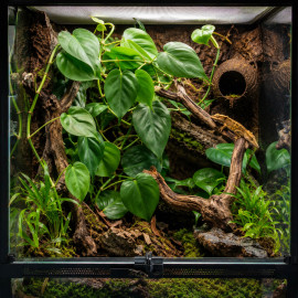 Philodendron scandens et ses racines aeriennes en terrarium