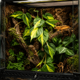 Philodendron 'Brasil' grimpant sur le decor d'un terrarium tropical humide