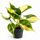 Philodendron 'Brasil' (Philodendron hederaceum) - plante de terrarium grimpante