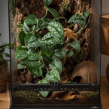 Scindapsus pictus grimpant sur une paroi de terrarium tropical humide