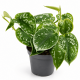Philodendron scandens Pictus - Scindapsus pictus pour terrarium
