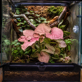 Syngonium Neon installé dans un terrarium tropical humide