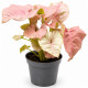 Syngonium 'Neon' (Syngonium podophyllum) - plante de terrarium tropical humide