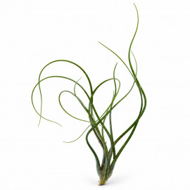 Tillandsia butzii - plante aérienne épiphyte pour terrarium