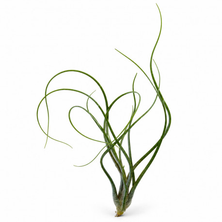 Tillandsia butzii, plante aérienne à base bulbeuse et feuilles mouchetées
