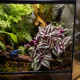 Tradescantia zebrina en cascade dans un terrarium
