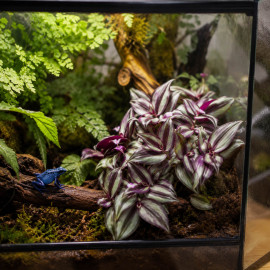 Tradescantia zebrina en cascade dans un terrarium