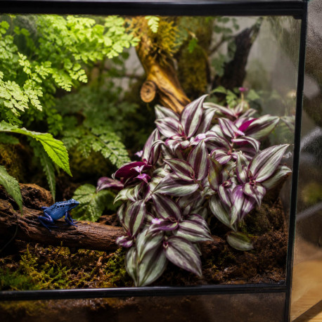 Tradescantia zebrina en cascade dans un terrarium