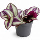 Tradescantia zebrina (Zebra) - plante de terrarium