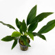 Feuillage vert profond et tiges rouges de l'Homalomena 'Broad Cuneate Red Stem'