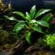 Rhizome d'Homalomena 'Broad Cuneate Red Stem' fixé sur une racine dans un aquascape