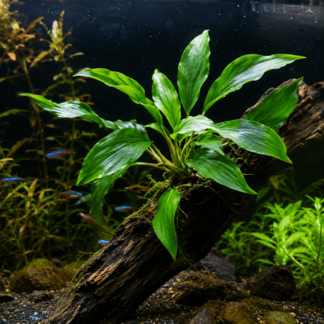 Rhizome d'Homalomena 'Broad Cuneate Red Stem' fixé sur une racine dans un aquascape