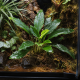 Homalomena 'Broad Cuneate Red Stem' en place dans un terrarium planté