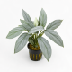 Homalomena sp. Silver, plante d'aquarium au feuillage vert argenté