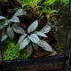 Homalomena Silver cultivée émergée en terrarium humide