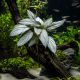 Homalomena sp. Silver, plante d'aquarium au feuillage vert argenté
