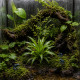 Catopsis - broméliacée sans danger pour vivarium dendrobates