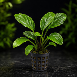 Lagenandra meeboldii Green en pot – plante d'aquarium plan moyen