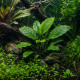 Lagenandra meeboldii Green Premium en aquarium planté, plan moyen