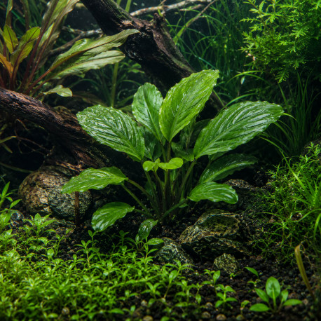 Lagenandra meeboldii Green Premium en aquarium planté, plan moyen