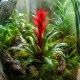 Guzmania en pot, broméliacée épiphyte tropicale aux bractées rouge vif pour terrarium