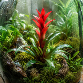 Guzmania en pot, broméliacée épiphyte tropicale aux bractées rouge vif pour terrarium
