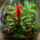 Gros plan sur les bractées rouge et orange d'un Guzmania en terrarium tropical humide