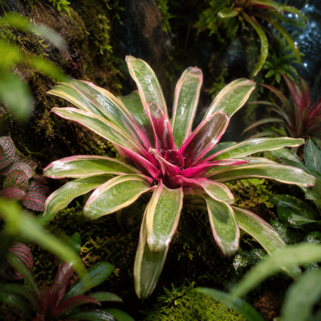 Neoregelia sp. en pot – broméliacée de terrarium tropical en rosette colorée
