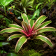 Neoregelia sp. installée dans un terrarium tropical humide