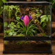 Détail de la bractée rose aplatie et des fleurs violettes de Tillandsia cyanea Anita