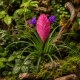 Tillandsia cyanea 'Anita' – Broméliacée épiphyte terrarium tropical | Aquaplante