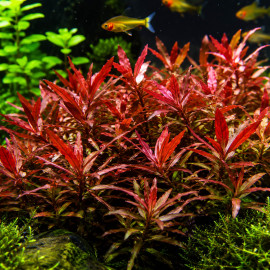 Ammannia senegalensis — Plante rouge d'aquarium